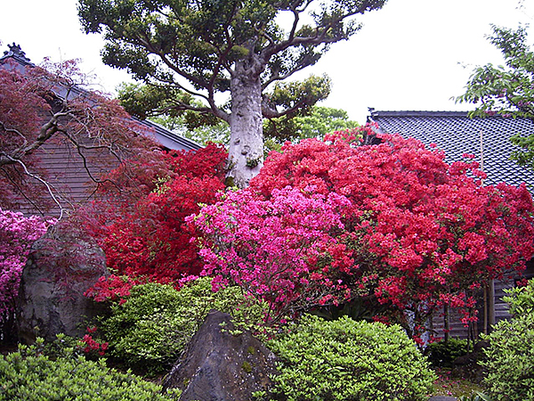 能登峨山きりしま 白坂農園