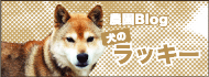 農園Blog　犬のラッキー