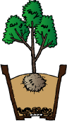 植え替え時期