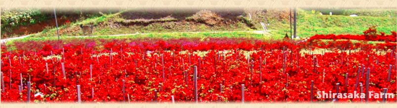 Shirasaka Farm